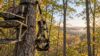 Treestand safety harness and tether beside a tree stand in a wooded setting