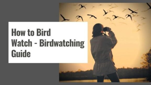 How to Bird Watch – Birdwatching Guide