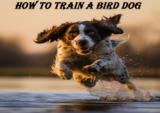 How to Train a Bird Dog: A Masterclass