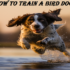 What is a good hunting dog?