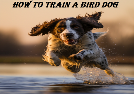 How to Train a Bird Dog: A Masterclass