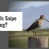 When Does Coyote Season Start (When Is Coyote Hunting Season)?
