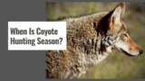 When Does Coyote Season Start?