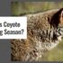 Where to Shoot a Whitetail Deer With a Crossbow