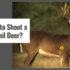When Does Coyote Season Start (When Is Coyote Hunting Season)?