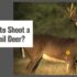 When Does Coyote Season Start?