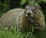 How to Hunt Groundhog?