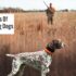 The Thrilling World of Upland Bird Hunting: A Comprehensive Guide