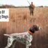 Bear Hunter Dog Breeds: Canine Companions for the Brave and Daring