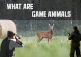 What Are Game Animals: A Comprehensive Guide to Understanding Game Species