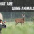 List of Wild Animals in Texas : A comprehensive guide